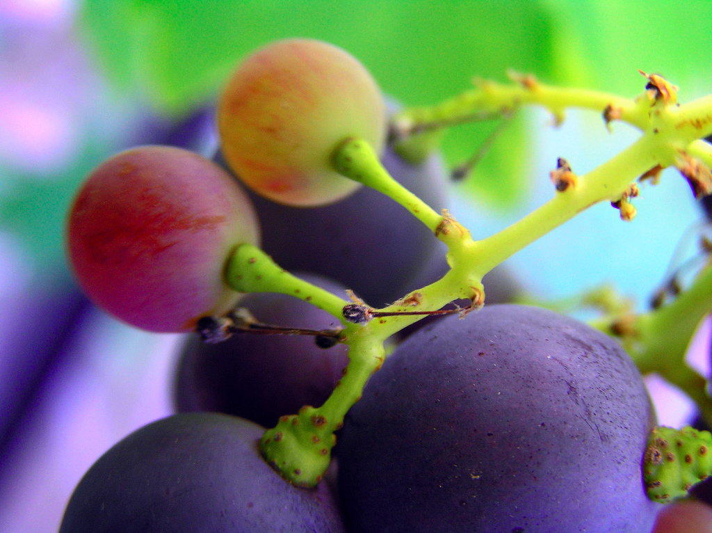 grape seed extract antibacterial